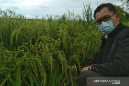 Dinas Pertanian TPH Usulkan Empat Lokasi di Kalbar untuk Food Estate