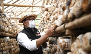 Ridwan Kamil Nilai Prospek Jamur Tiram Besar bagi Ekonomi Rakyat