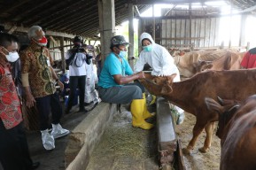 Vaksinasi PMK di Jateng Capai 62 Persen