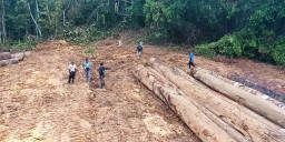 Menteri LHK Bakal Cek Dugaan Illegal Logging di Kepulauan Sula