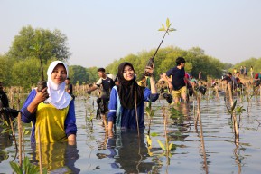 Kebun Raya Mangrove (KRM) Surabaya Merayakan HUT ke-1 dengan Penanaman 3000 Bibit Mangrove