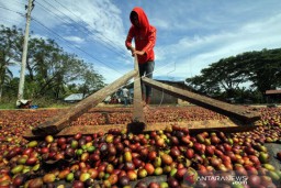 Manggarai Timur Ekspor 36 Ton Kopi ke Belanda