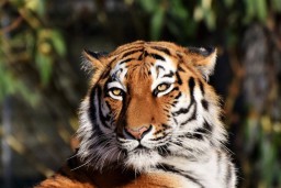 Petugas Kebun Binatang Tewas Diterkam Harimau