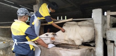 Antisipasi Anthrax, Pemprov Jateng Distribusikan 21.000 Dosis Vaksin