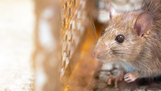 telah terjadi penyebaran penyakit baru dan penyakit lama yang muncul kembali berupa zoonosis atau penularan penyakit dari binatang ke manusia.