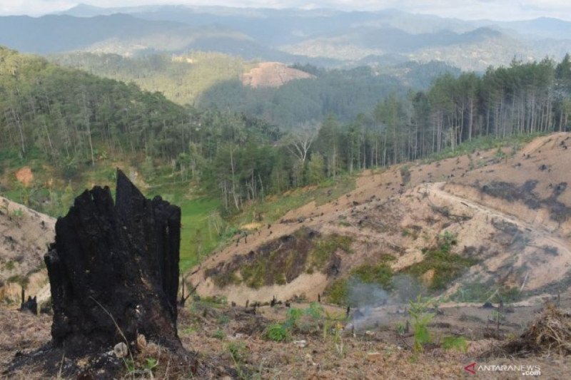 Foto Ilustrasi - Sebagian kawasan hutan pinus terlihat gundul setelah dilakukan penebangan hutan. (ANTARA Jatim/Siswowidodo/zk)

