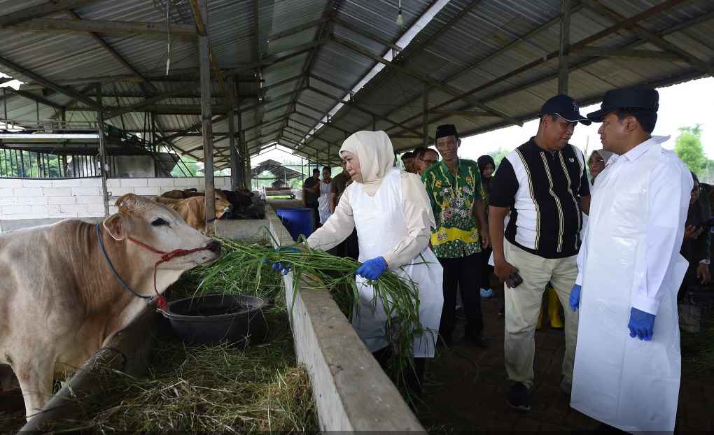  Gubernur Jawa Timur terpilih, Khofifah Indar Parawansa didampingi Penjabat (Pj) Bupati Pasuruan, Nurkholis saat meninjau langsung peternakan milik H. Misbahul Munir di Desa Cobanjoyo, Kecamatan Kejayan, Kabupaten Pasuruan, Kamis (9/1/2025).