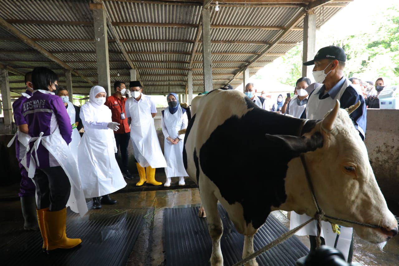 Gubernur Jawa Timur, Khofifah Indar Parawansa saat meninjau sentra peternakan sapi milik H Kasikin di Tanjunganom RT 12 RW 01 Tanjungsari Taman, Kecamatan Taman Sidoarjo.