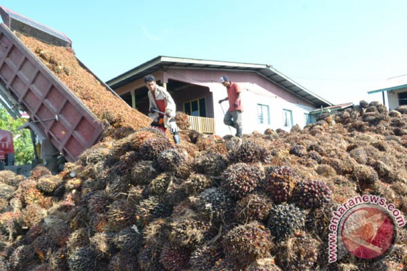 Buruh menurunkan tandan buah sawit (TBS) dari mobil truk di Pelabuhan Rakyat Lalosalo, Desa Sei Pancang, Kecamatan Sebatik Utara, Nunukan, Kaltara, Minggu (29/3). Ribuan ton TBS setiap pekan terpaksa diekspor ke Tawau, Malaysia, diangkut menggunakan kapal