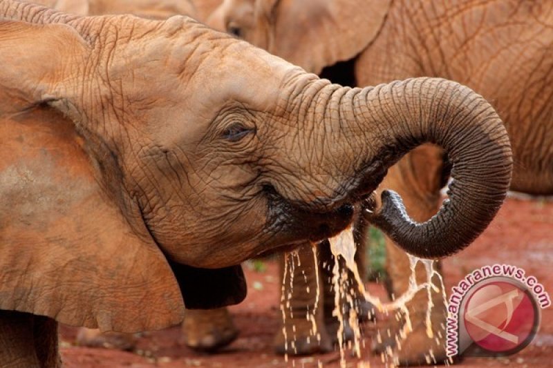 Ilustrasi - gajah afrika (REUTERS/Thomas Mukoya)


