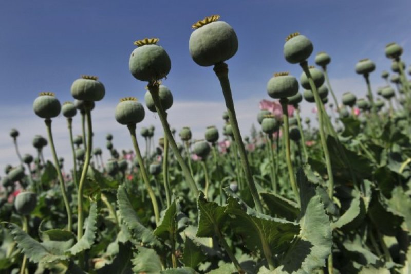 Gambar Opium. Antara obat dan racun. (Google.Co.Id/Dok)