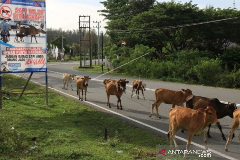 Ternak sapi liar melintas di Jalan Lintas Banda Aceh-Tapak Tuan Kecamatan Krueng Sabee, Aceh Jaya, Aceh. (Antara Aceh/Syifa Yulinnas)

