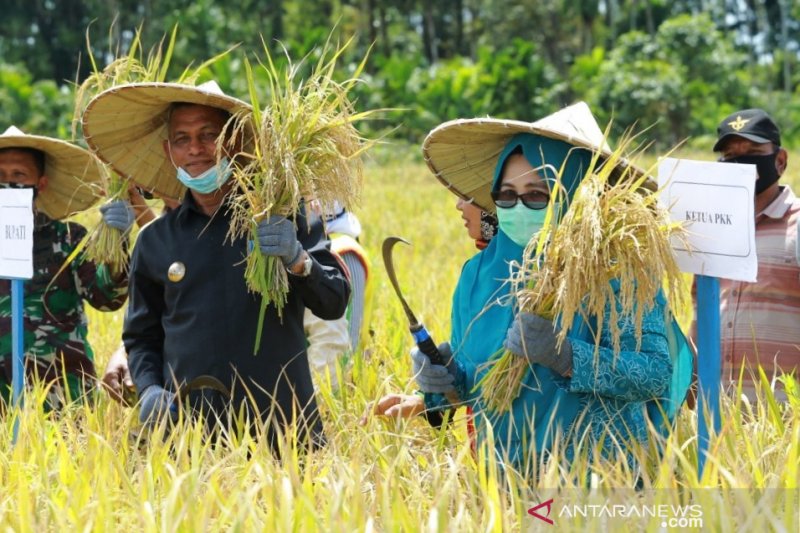Bupati Nagan Raya, Aceh, HM Jamin Idham bersama Ketua Pemberdayaan Kesejahteraan Keluarga (PKK) Kabupaten Nagan Raya, Hj Marwati melakukan panen padi perdana di Desa Meunasah Krueng, Kecamatan Beutong, Kabupaten Nagan Raya, Aceh, Kamis (29/10/2020). (ANTA