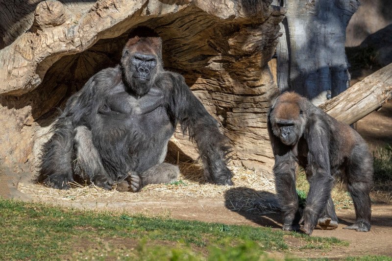 Gorila di kebun binatang San Diego, California, Amerika Serikat pada 10 Januari 2021. (via REUTERS/KEN BOHN/SAN DIEGO ZOO GLOBAL)

