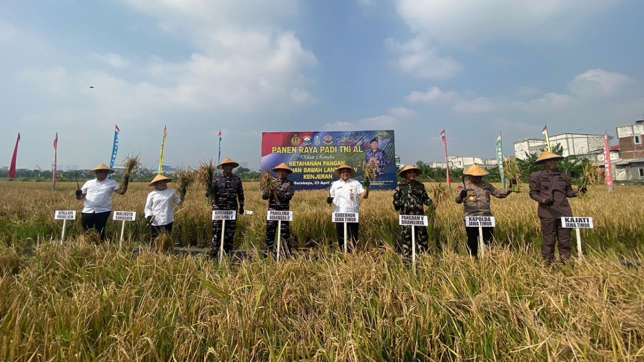 Pemkot Surabaya bersama Pangkalan Utama TNI Angkatan Laut V menggelar kegiatan tanam dan panen raya padi secara serentak di kawasan persawahan Komplek AL Kenjeran, Rabu (23/4).