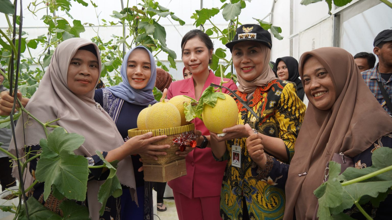 panen melon yang dikelola oleh Kelompok Tani Marsudi Tani Desa Kalibareng, Kecamatan Patean, Kendal