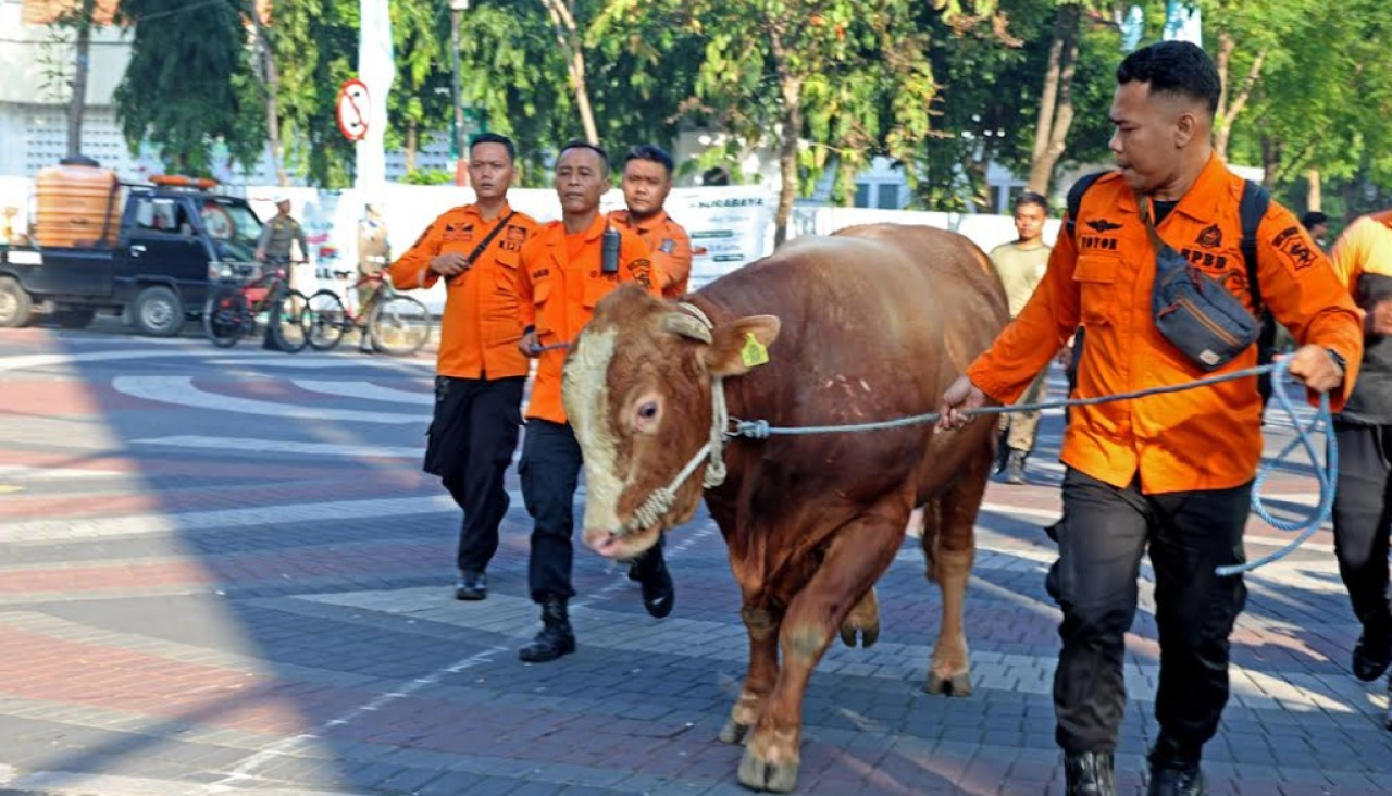 Presiden Prabowo Subianto menyalurkan satu ekor sapi kurban jenis Simental dengan bobot sekitar 845 kilogram ke Masjid Al-Muhajirin, Surabaya