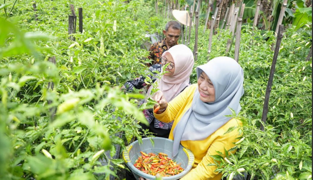 Panen Cabai Surabaya Digencarkan, Pemkot Tekan Gejolak Harga Jelang Ramadan