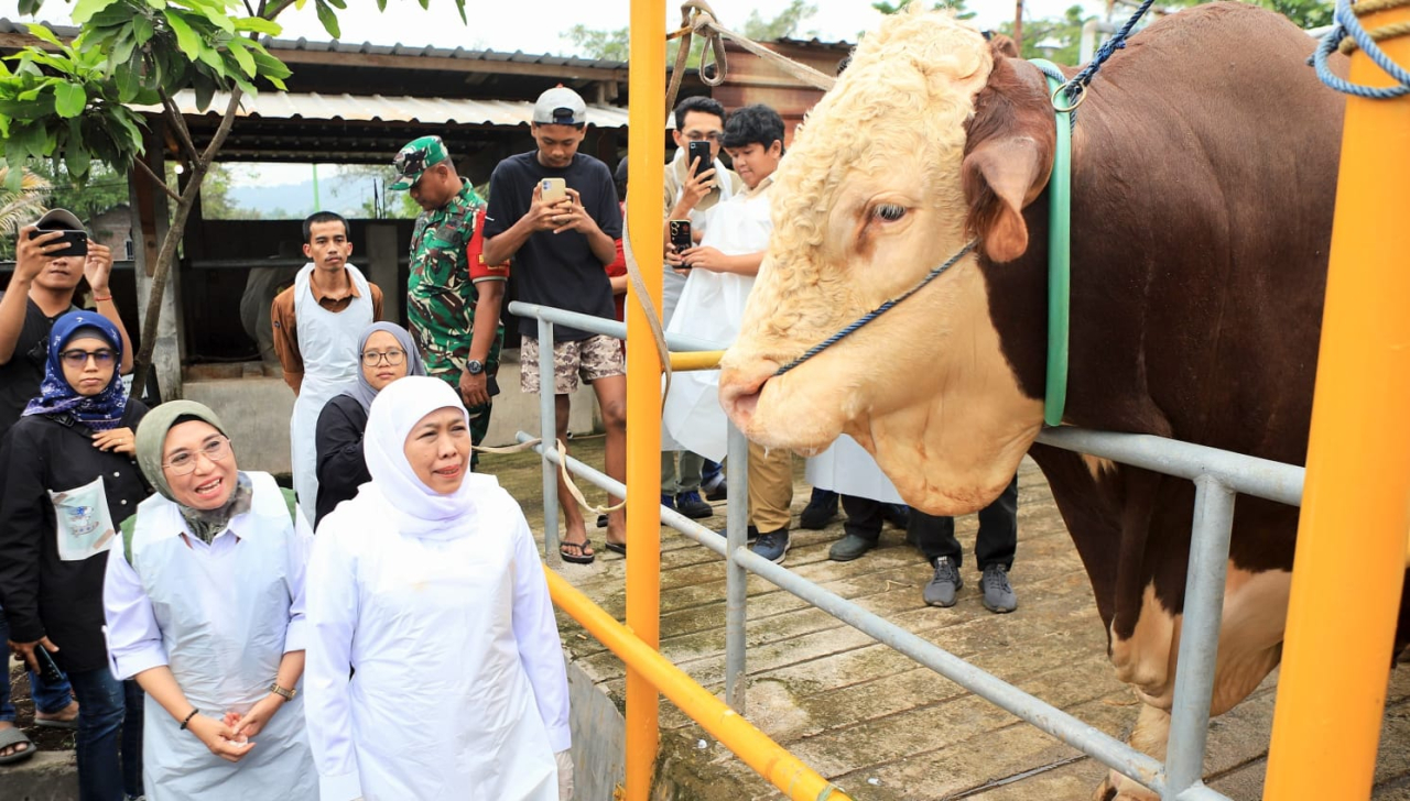 Jatim Siap Idul Adha 2026, Stok Hewan Kurban Surplus dan Kesehatan Terkendali