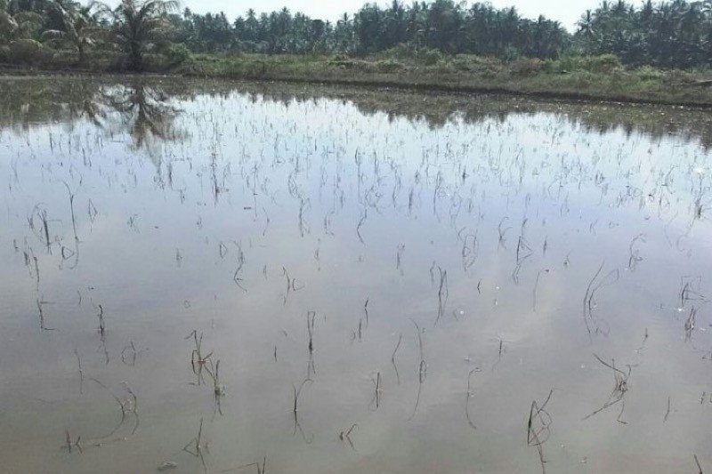 Tanaman padi petani mati akibat terendam banjir beberapa waktu lalu, di Gampong Alue Buya, Kecamatan Baktiya, Aceh Utara, Rabu (23/12/2020). ANTARA/Zubir