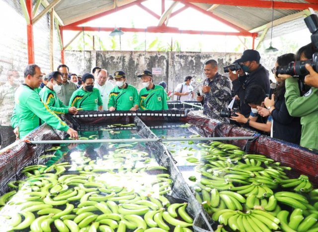 Wakil Gubernur Jawa Timur Emil Elestianto Dardak mendampingi Menteri Desa, Pembangunan Daerah Tertinggal dan Transmigrasi (PDTT) Halim Iskandar dalam rangka melakukan panen pisang cavendish di Desa Maskuning Kulon, Kecamatan Pujer, Kabupaten Bondowoso, Sa