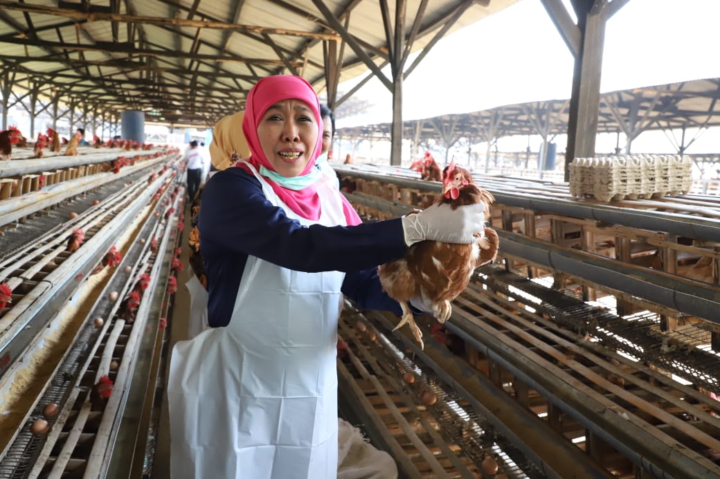 Tidak hanya swasembada pangan di sektor pertanian, Jatim juga menjadi barometer nasional bagi komoditas pangan dari sektor peternakan.