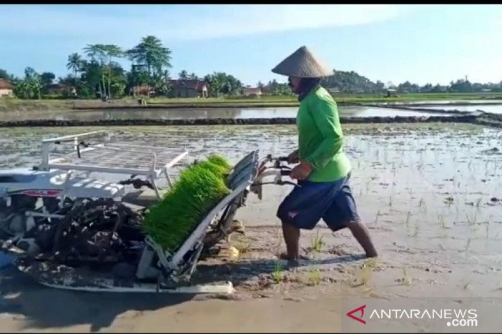 Antisipasi Krisis Pangan Saat Corona, Gerakan Tanam Digenjot
