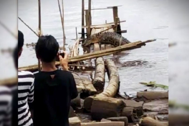 Sejumlah anak di Desa Pelangsian mengabadikan kemunculan buaya besar yang naik ke atas titian lanting warga, Senin (1/2/2021). ANTARA/HO-Dokumentasi Pribadi