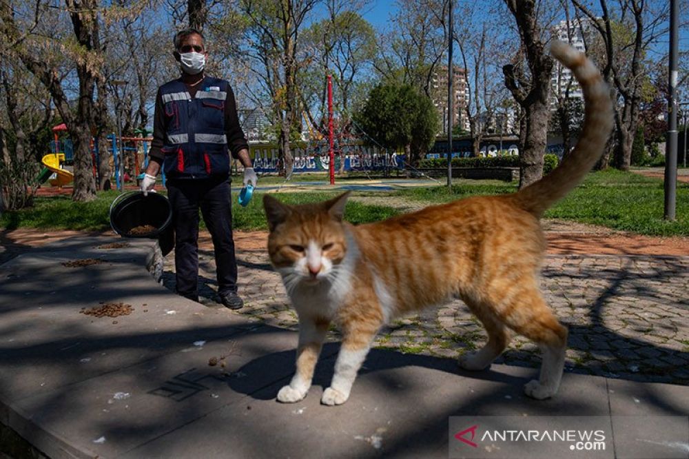 MANIS: Seorang staf Kota Kadikoy memberi makan kucing liar di Istanbul, Turki, Sabtu (19/4/2020). Bahar Cetinkaya dan timnya yang beranggotakan tiga orang menyusuri jalan di Istanbul dengan mobil yang membawa makanan kering untuk hewan, karena kota terseb