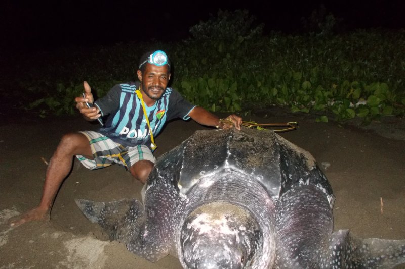 Arsip Foto. Ketua Kelompok Penggiat Konservasi Penyu Kampung Yenbekaki Yusuf Mayor saat mendata penyu belimbing yang bertelur di pantai di wilayah Yenbekaki, Kabupaten Raja Ampat, Provinsi Papua Barat. HO Kelompok Penggiat Konservasi Yenbekaki)
