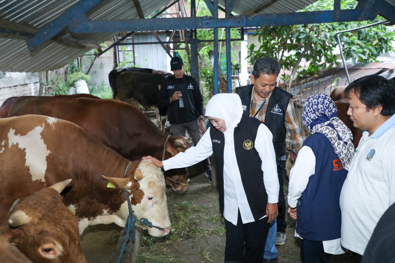 Gubernur Khofifah melakukan peninjauan di RPH Kota Malang,Minggu (25/6).