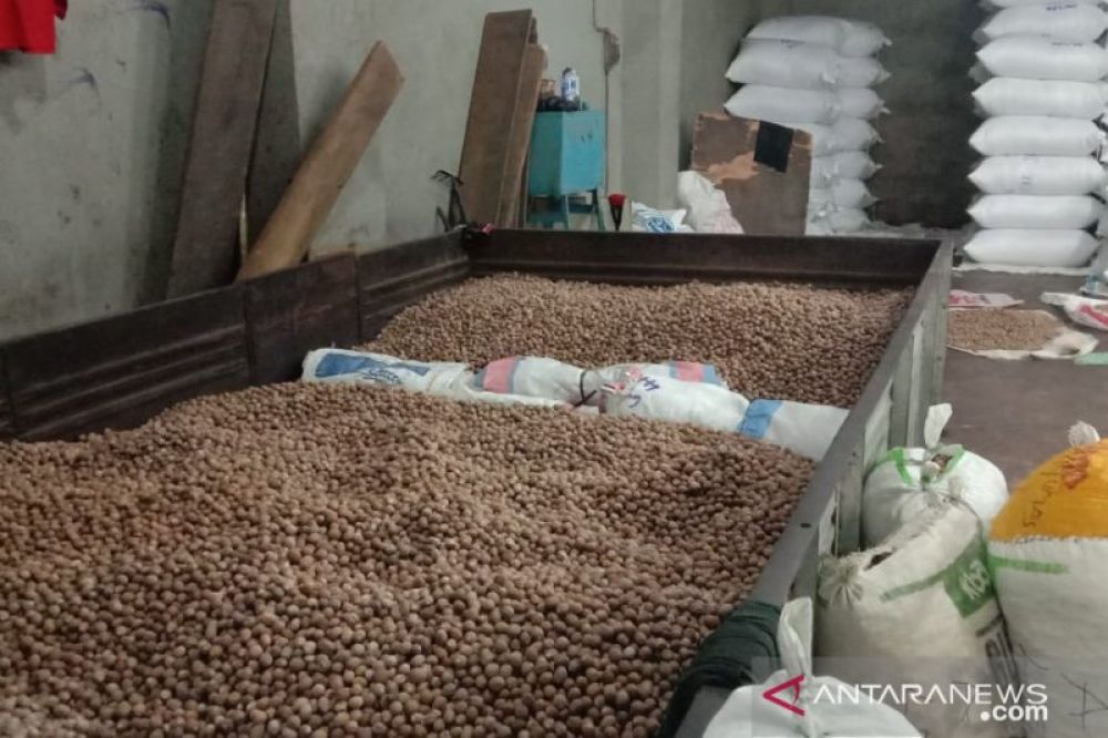 REMPAH-REMPAH: Stok pala di pedagang pengumpul di Kota Ambon (John Soplanit)