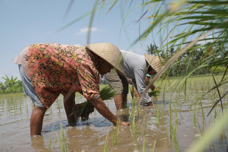 Ilustrasi - Petani menanam di sawah. ANTARA/HO-KKP

