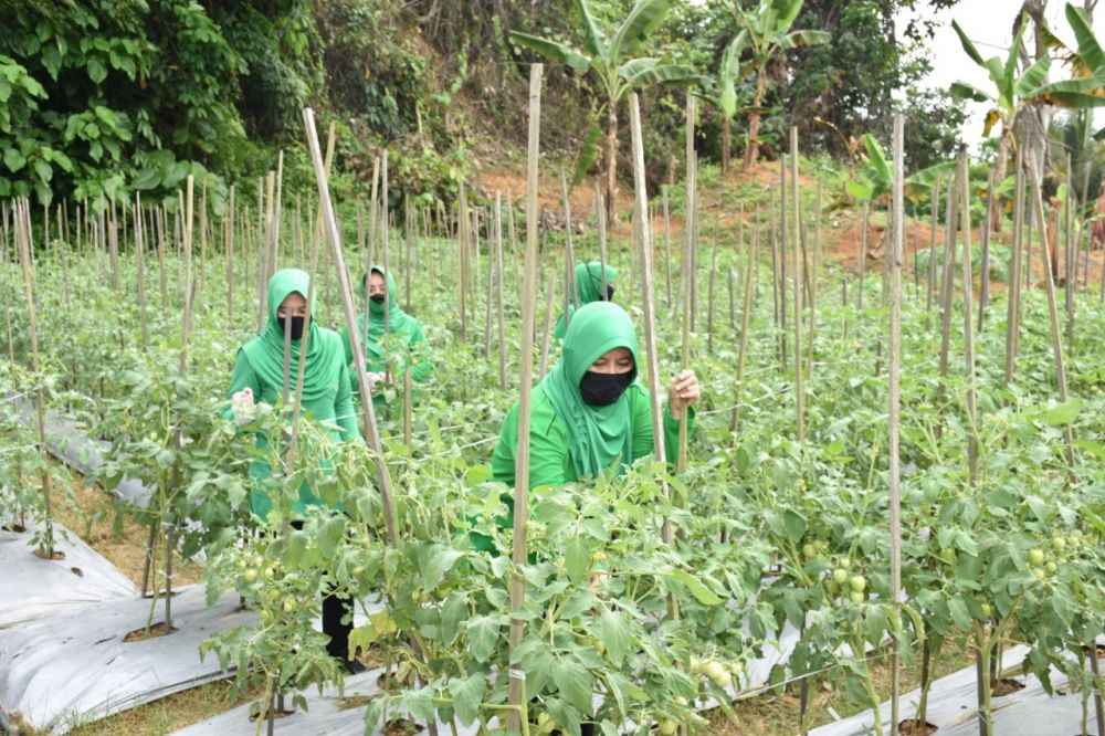 Anggota Persit KCK Koorcab Rem 091 PD VI/Mulawarman ketika melakukan kegiatan tanam sayur.