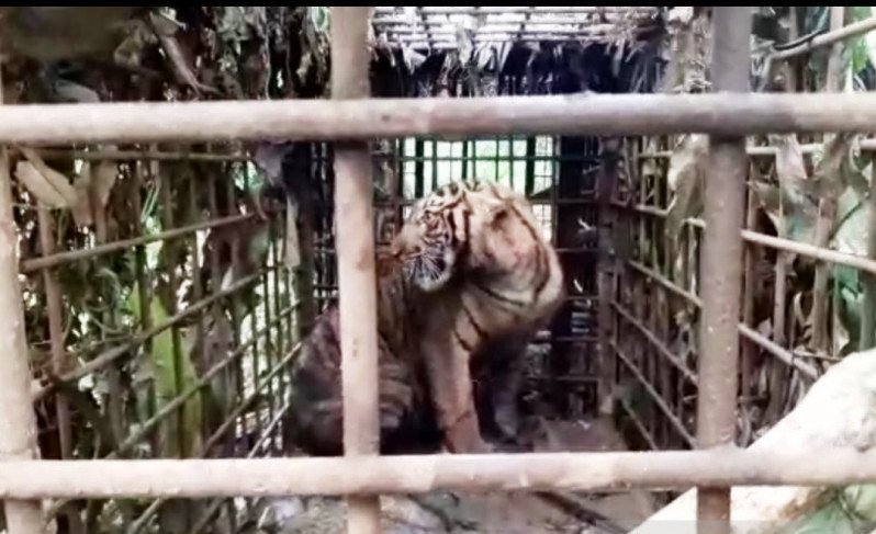 Harimau yang meresahkan warga di Solok berhasil ditangkap dengan perangkap. (ANTARA/ist)