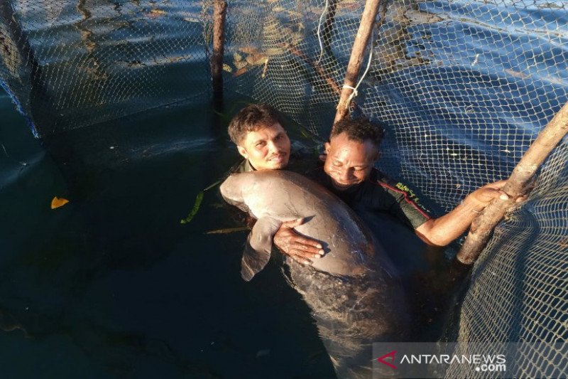 Tim BKSDA Sultra saat mengevakuasi seseorang ikan duyung yang ditemukan warga Kabupaten Konawe Kepulauan, Sulawesi Tenggara, Senin (16/11/2020). ANTARA/HO-BKSDA Sultra

