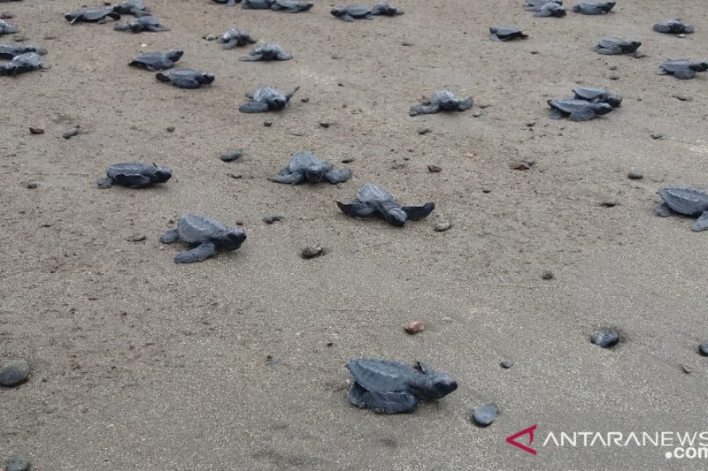 Tukik penyu yang di lepas ke laut oleh masyarakat penggiat konservasi penyu Yenbekaki Raja Ampat, Santu 20 Juli 2020 lalu. (ANTARA/ Ernes Kakisina)