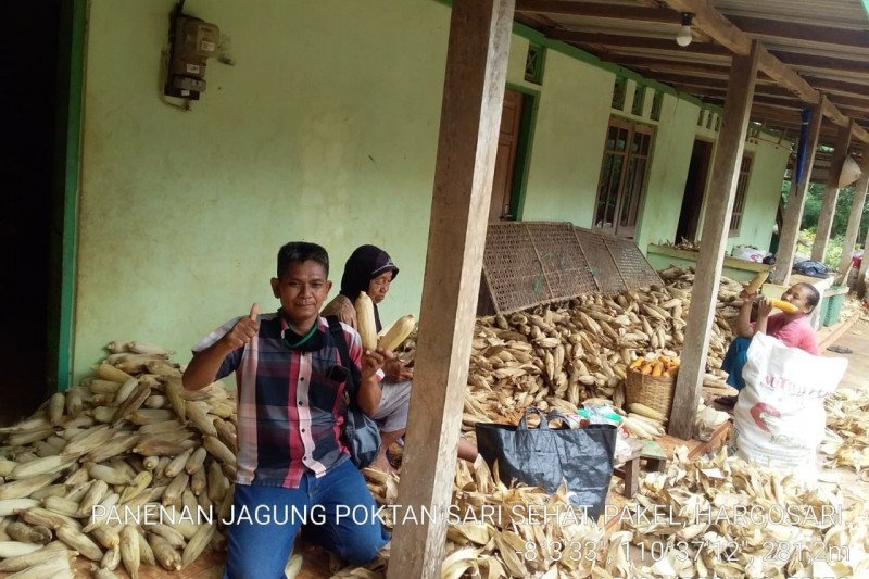 Petani di Gunung Kidul mulai memasuki panen raya jagung. (Foto ANTARA/HO-Humas Dinas Pertanian dan Pangan Gunung Kidul/Sutarmi)
