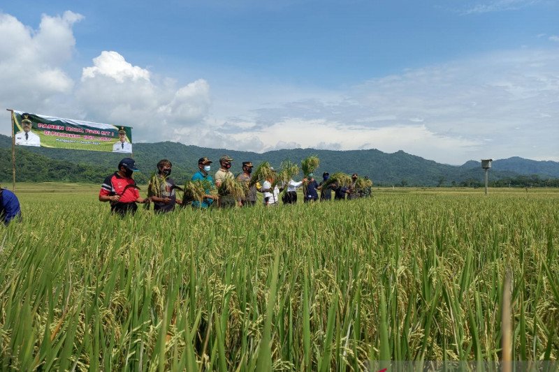 Sawah di Kulon Progo banyak alih fungsi lahan. (Foto ANTARA/Sutarmi)

