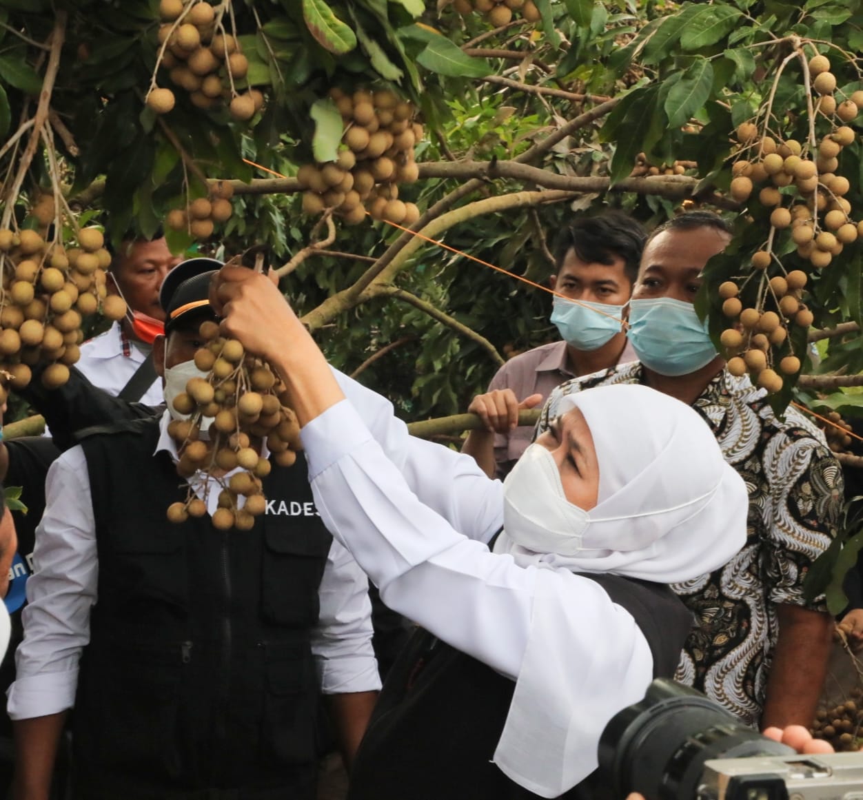 Gubernur Jawa Timur Khofifah Indar Parawansa melakukan panen klengkeng di Kebun Klengkeng milik Kelompok Tani Ngudi Tirto Makmur di Desa Sugihan, Kecamatan Merakurak, Kab. Tuban, Selasa (1/2).