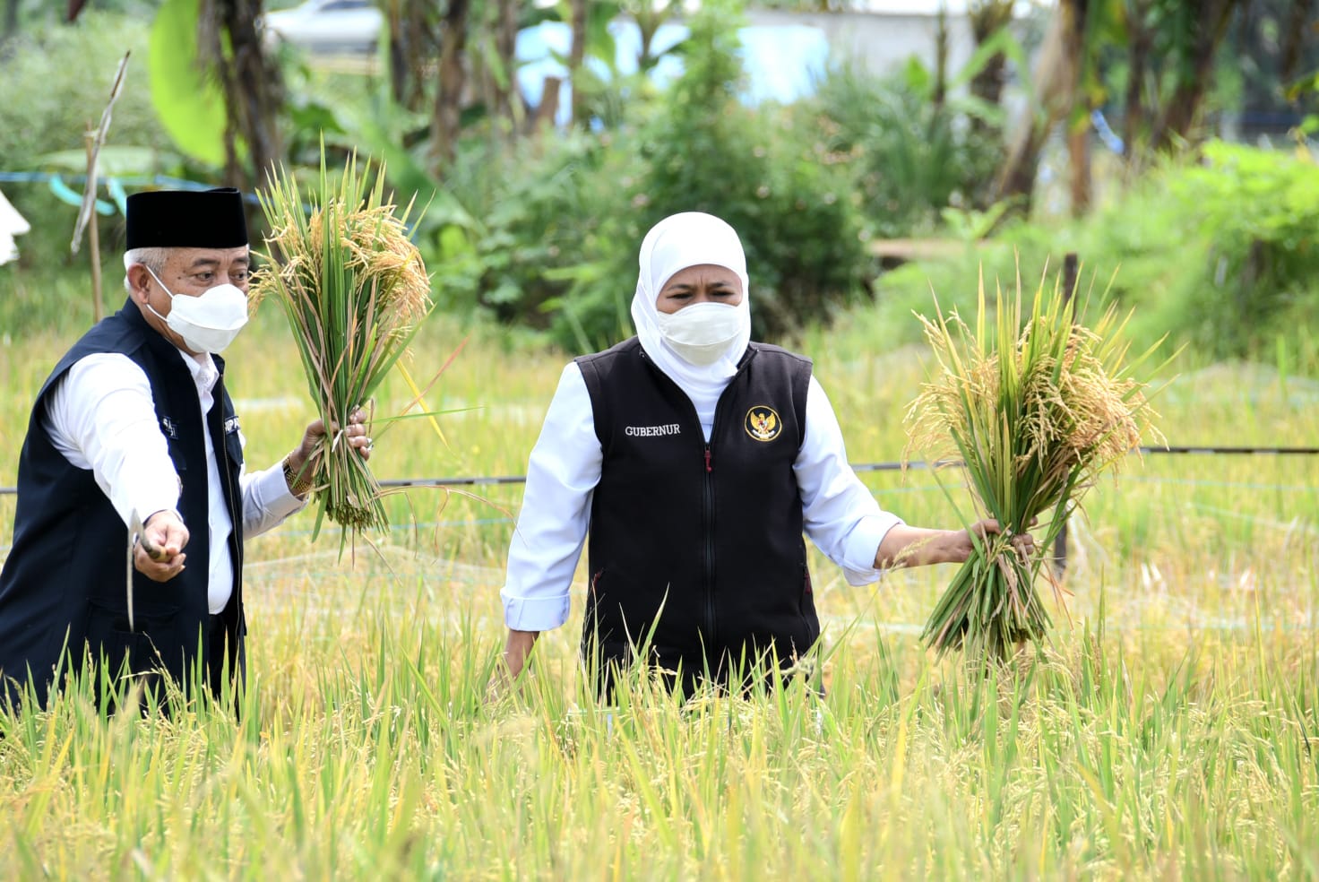 Gubernur Jawa Timur Khofifah Indar Parawansa melakukan Panen Raya dua jenis padi varietas unggul di lahan pertanian milik Kelompok Tani (Poktan) Morodadi Dusun Tanjung Desa Banjararum Kec. Singosari, Kabupaten Malang.