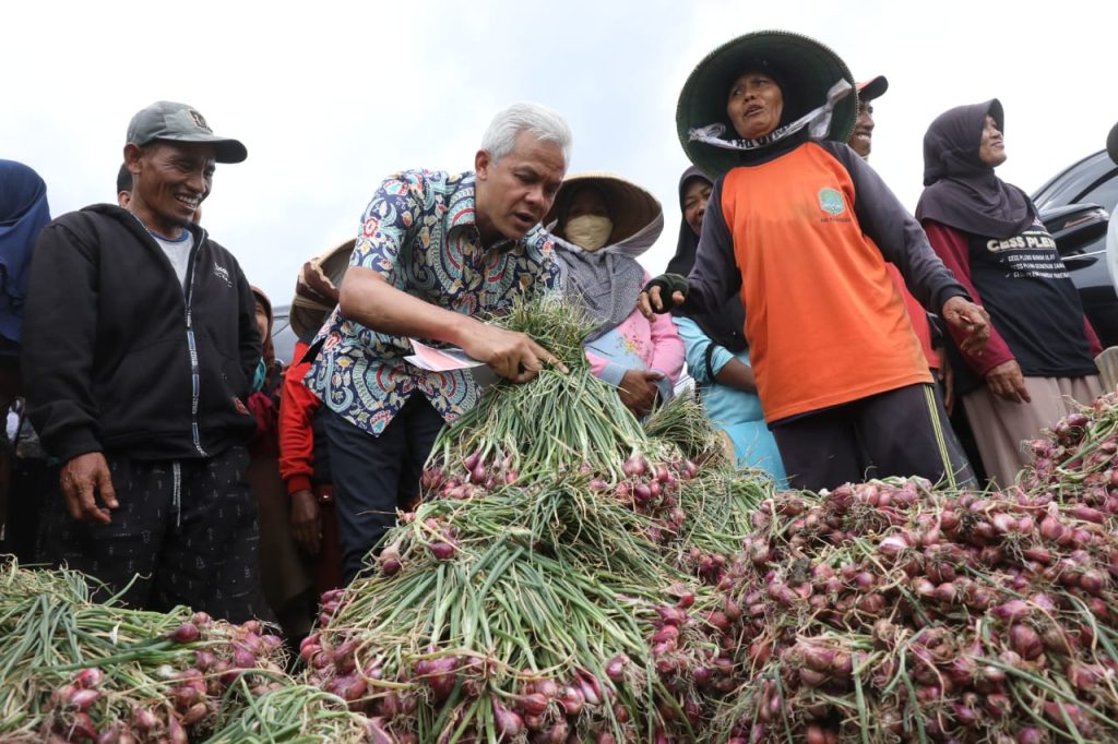 Gubernur Jawa Tengah Ganjar Pranowo saat mengikuti panen bawang bersama petani Brebes, Rabu (2/11/2022). 