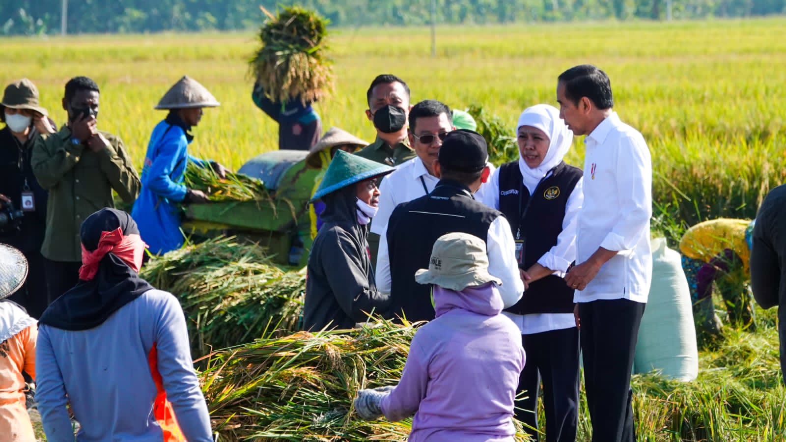 Gubernur Jawa Timur Khofifah Indar Parawansa bersama Presiden Republik Indonesia Joko Widodo melakukan panen raya padi di Desa Kartoharjo, Kecamatan Ngawi, Kabupaten Ngawi, Sabtu (11/3). 