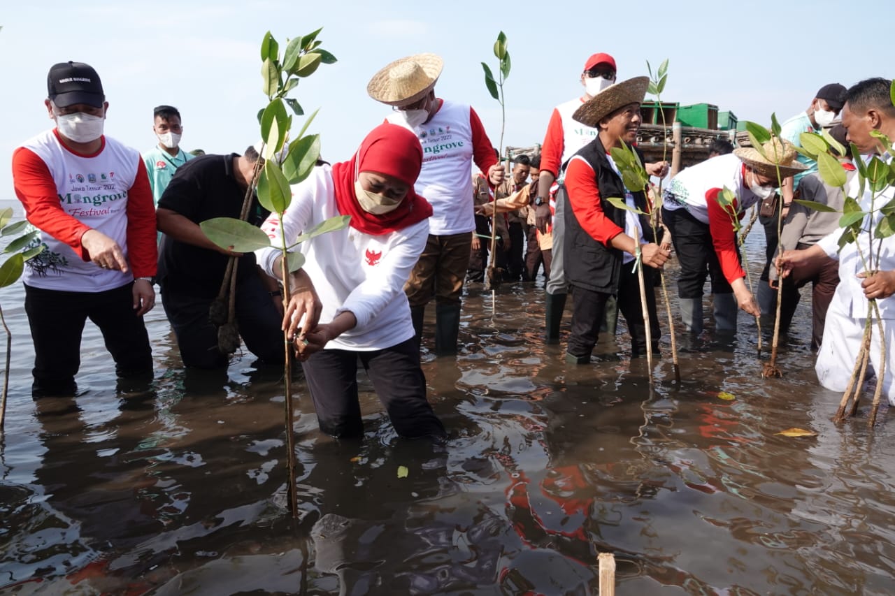 Gubernur Jawa Timur Khofifah Indar Parawansa mengajak semua pihak untuk terus memasifkan penanaman dan pelestarian mangrove