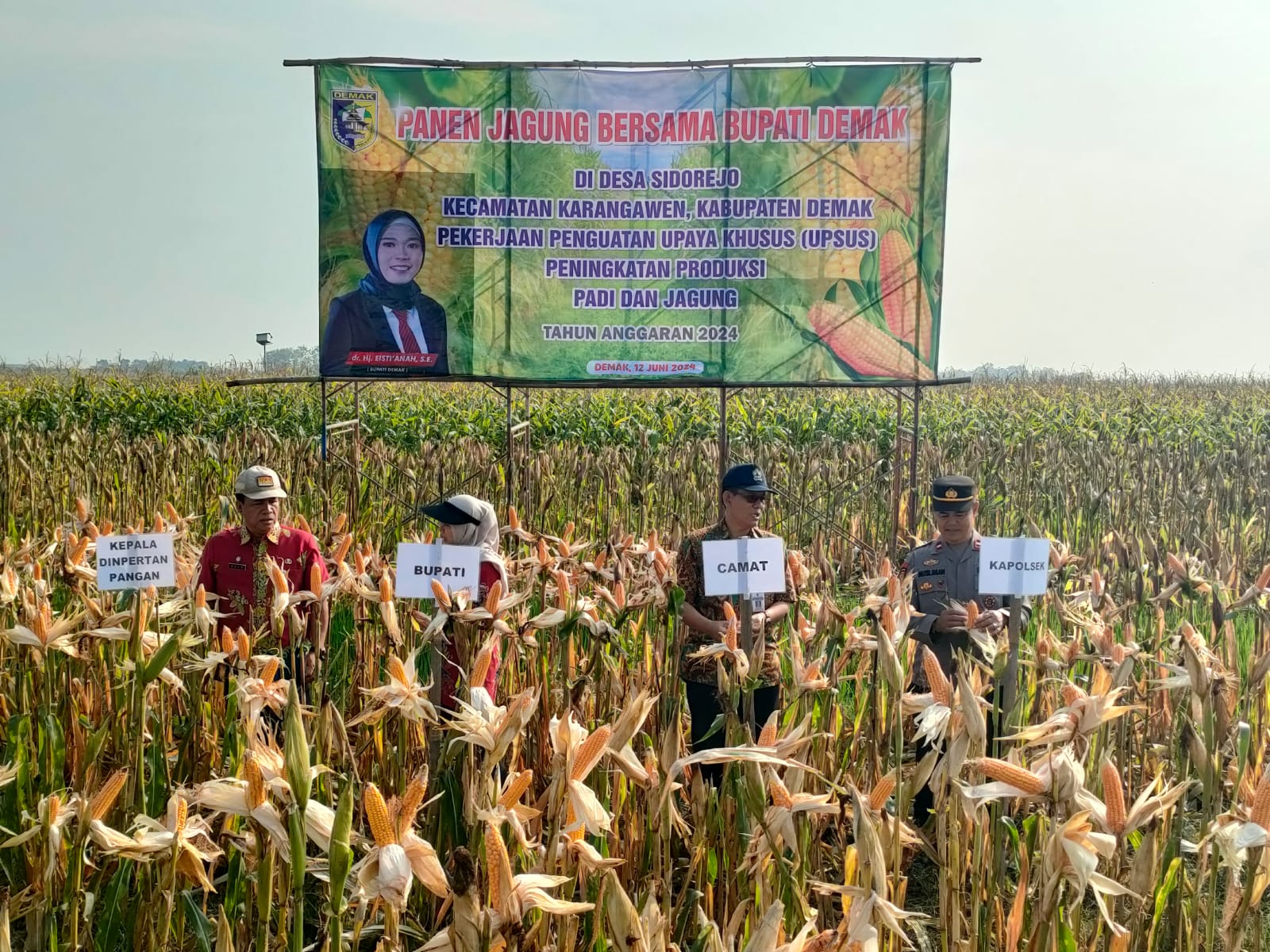 Bupati Demak, Eisti’anah bersama forkopimda panen jagung di Desa Sidorejo, Kecamatan Karangawen, Rabu (12/6/2024).