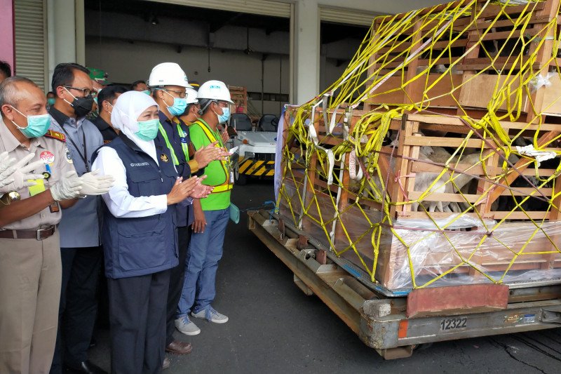 Gubernur Jawa Timur Khofifah Indar Parawansa melihat domba yang akan diekspor ke Brunei Darussalam (Indra)