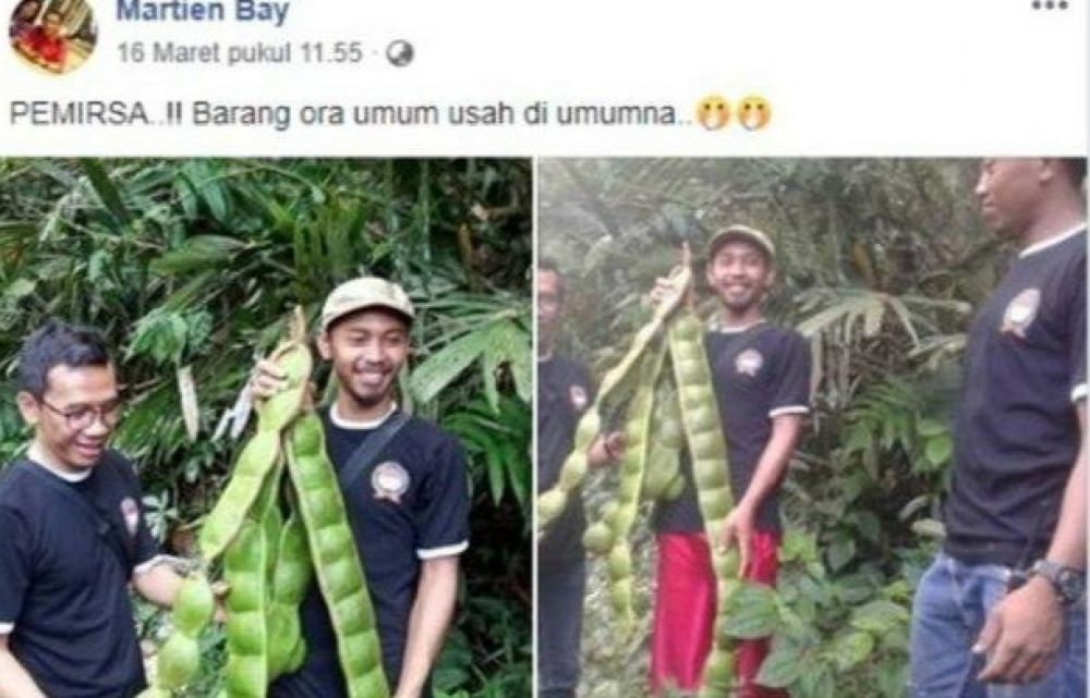 Petai berukuran raksasa yang menghebohkan dunia maya. (Foto: Twitter @JokoSus46520969)