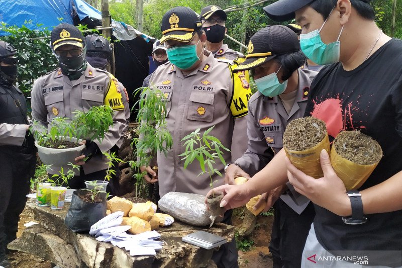 Kapolres Cimahi, AKBP Yoris Marzuki menunjukan barang bukti tanaman ganja dan paket ganja siap edar di kawasan hutan kina Gunung Bukit Tunggul, Kecamatan Cilengkrang, Kabupaten Bandung, Minggu (12/7/2020). (ANTARA/Bagus Ahmad Rizaldi)


