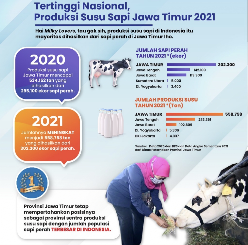 Produksi susu sapi Jawa Timur tahun 2021 kembali menduduki peringkat tertinggi secara nasional. 