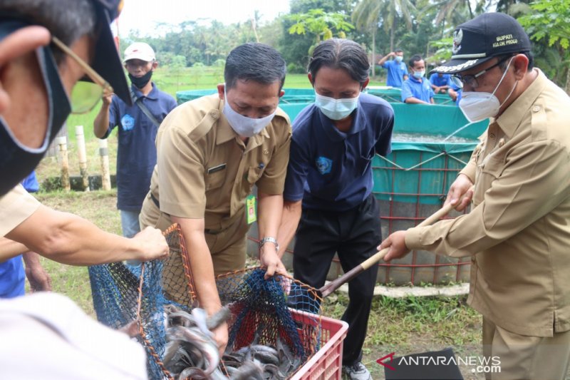 Bupati Kulon Progo Sutedjo (kanan) panen lele di Kecamatan Kalibawang. (Foto ANTARA/Sutarmi)

